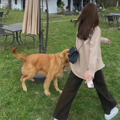 狗仔窥视界